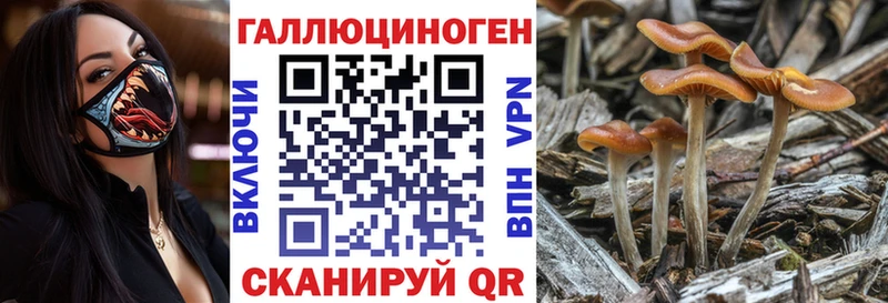 где продают   Уяр  Галлюциногенные грибы Cubensis 